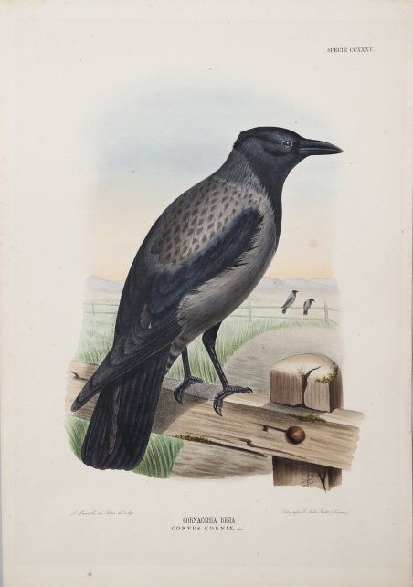 Cornacchia Bigia Corvus Cornix
