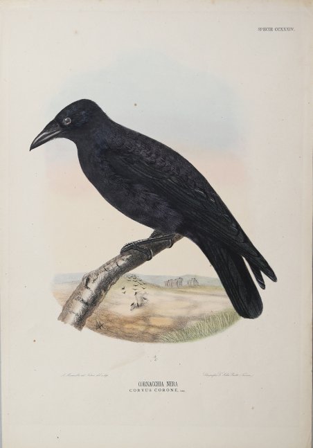 Cornacchia Nera Corvus Corone