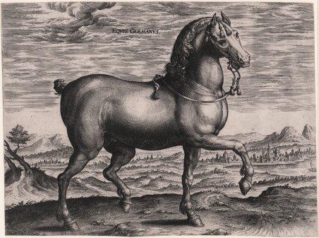 Equus Germanus