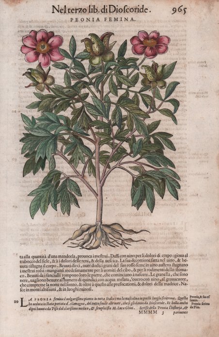 Finestra nel 2° Ordine del Palazzo del Pandolfini