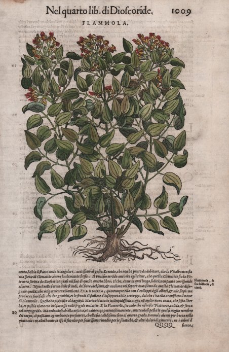 Fiammola (Clematis Flammula) | Immagine Gallery 3