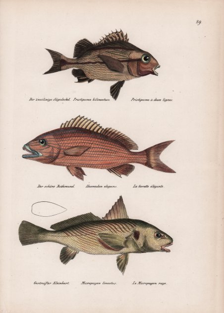 Fons in area Iudaeorum / Fontan auf dem Iuden-Plaz