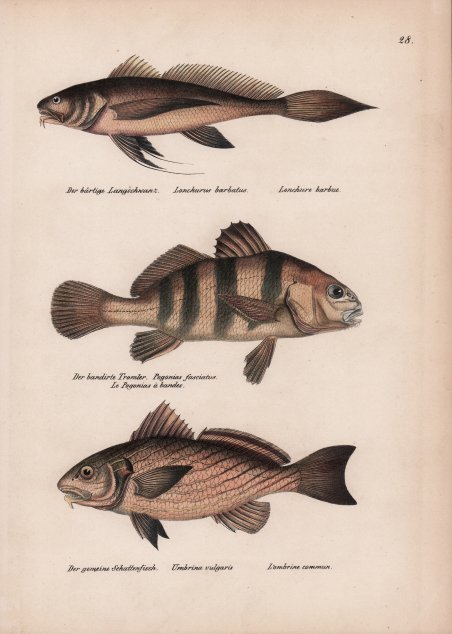 Fons sub monte Ianiculi, ante Templum Petri Montory / Fontan …