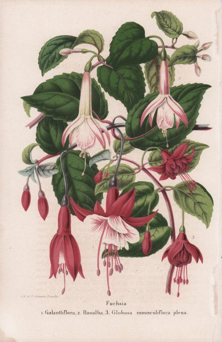 Fuchsia