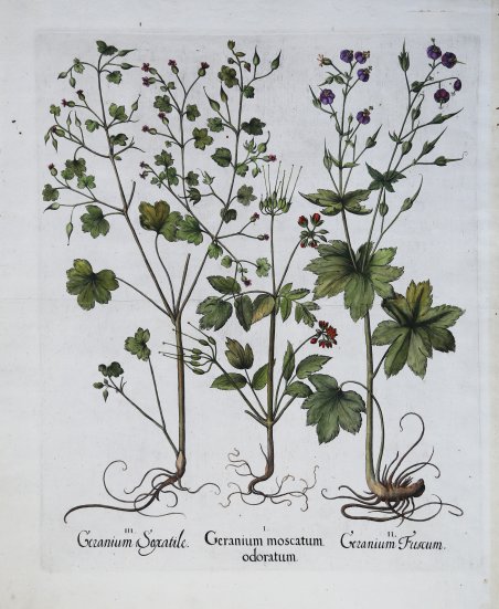 Geranium Saxatile-Geranium moscatum odoratum-Geranum Fuscum