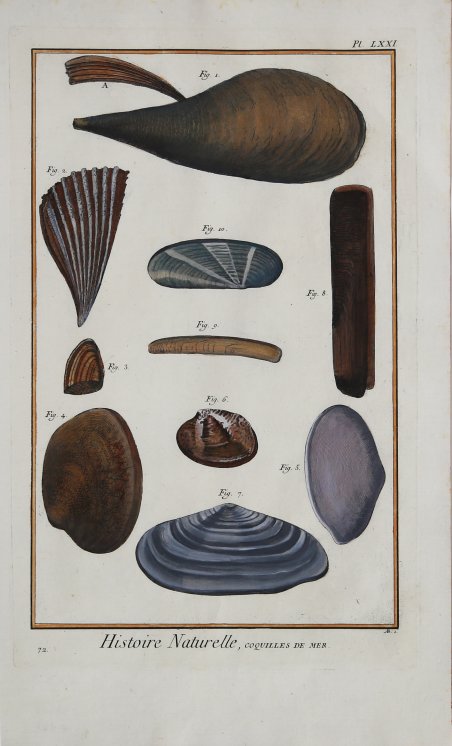 Histoire Naturelle, Coquilles de Mer