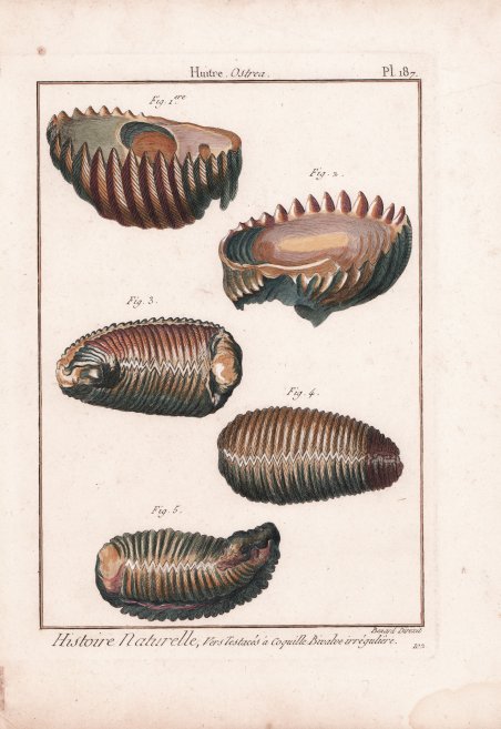 Histoire Naturelle, Vers Testacés à Coquille Bivalve irrégulière