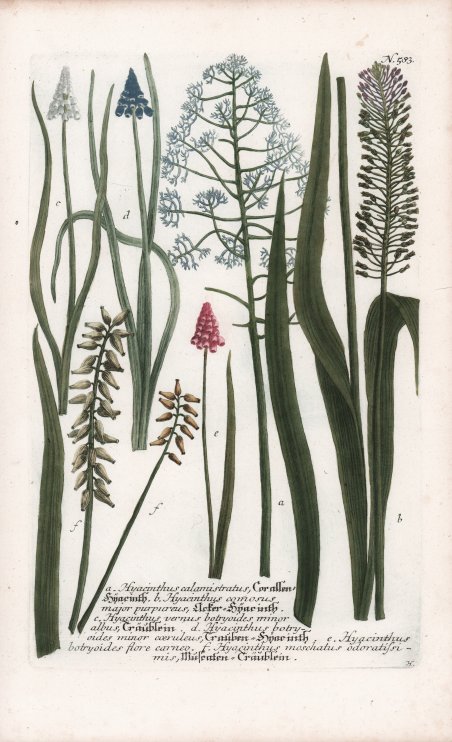 Hyacinthus calamistratus, Cor allen Snacinth