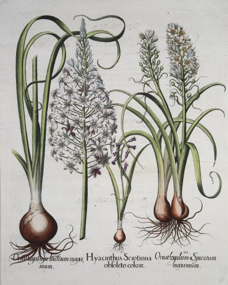 Hyacinthus Serotinus - Ornithogalum lactum & Spicatum maximum