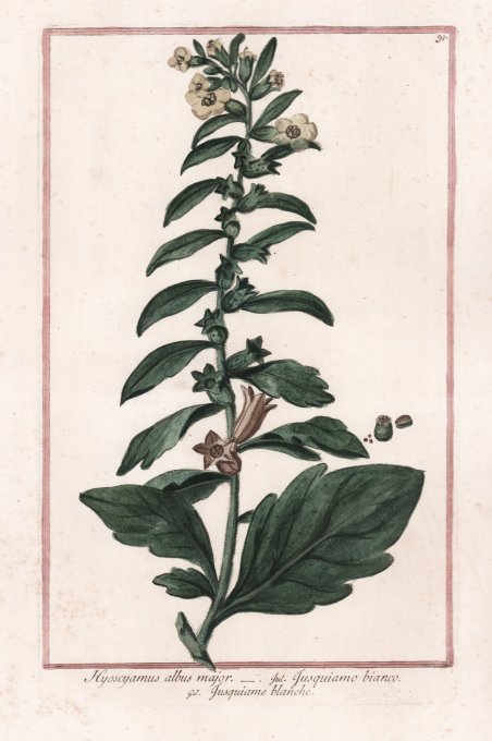 Hyoscyamus albus major.