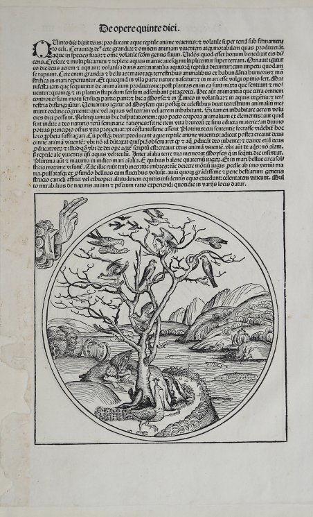 Il quinto giorno, la creazione dei pesci e degli uccelli