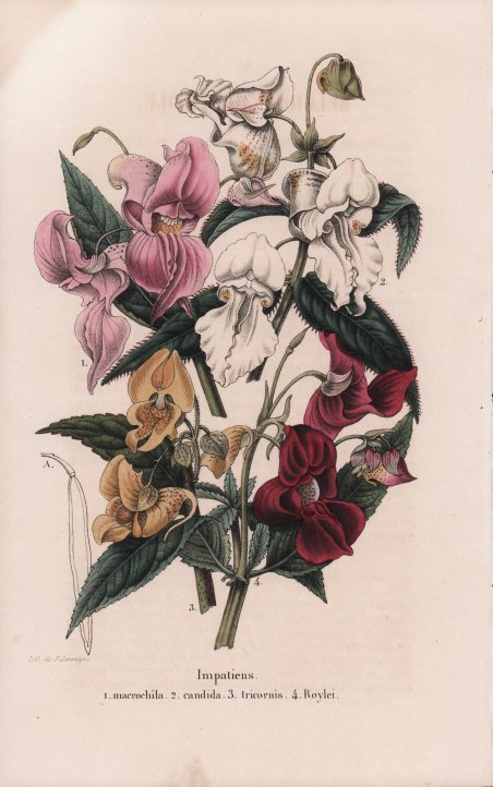 Impatiens