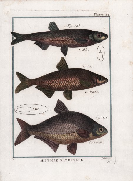 L'Able. La Vimbe. La Plestie.