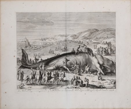 La Balena spiaggiata sulle coste olandesi