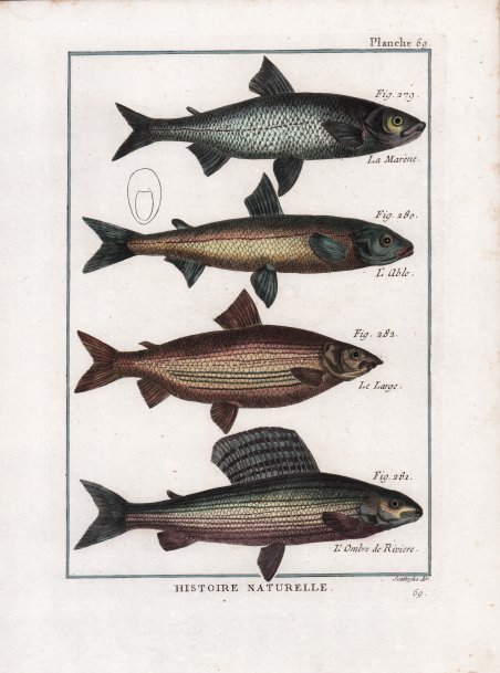 La Marène. L'Able. Le Large. L'Ombre de Riviere.