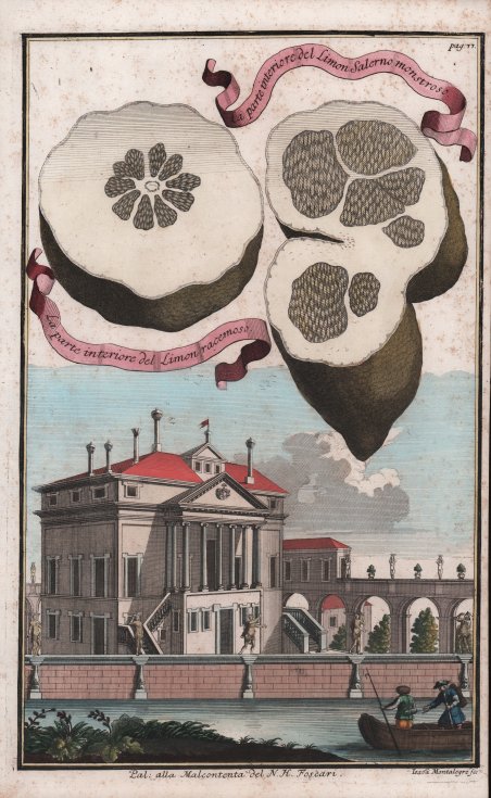 La parte interiore del limon Salerno monstroso / La parte …