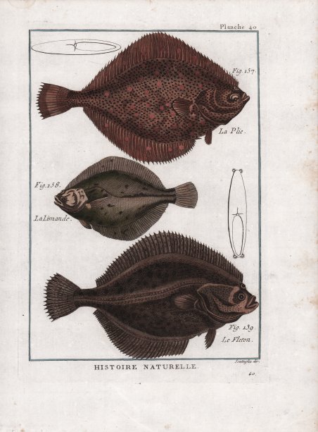 La Plie. La Limande. Le Fleton.