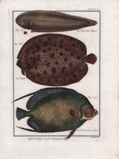 La Sole à deux lignes. Le Targeur. Le Bandouliere Noire.