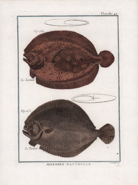 Le Lunulé. Le Turbot.
