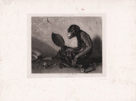 Le singe et le miroir