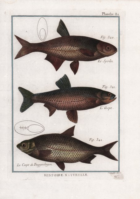 Le Spirlin. L'Aspe. La Carpe de Buggenhagen.