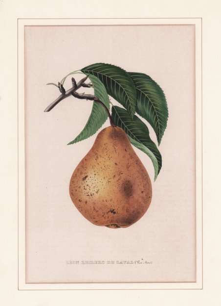 Léon Leclerc de Laval