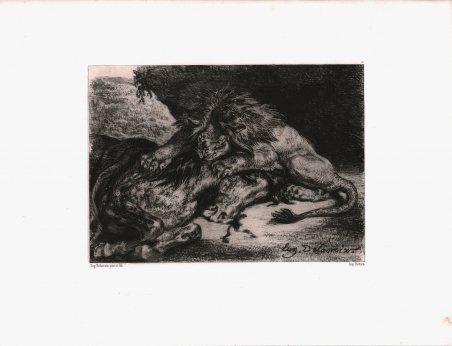 Leone che divora un cavallo arabo