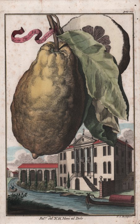 Lim. Zucheta Imperiall