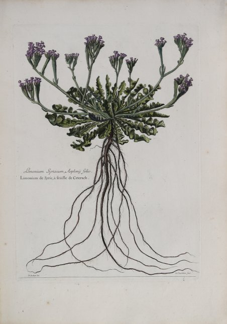 Limonium Syriacum, Asplenij Folio.