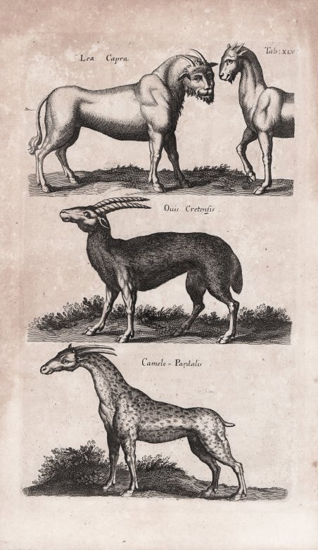 Lea Capra / Ouis Cretensis / Camelo - Pardalis