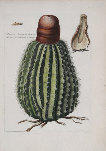 Melocactus Americanus echinatus / Melon-cardon heriffé de l'Amerique.