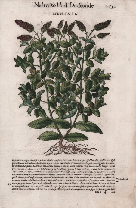 Menta II