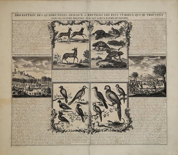 Description des quadrupedes, oiseaux & reptilese les plus curieux qui …