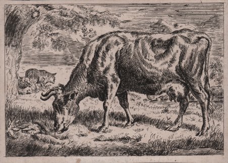 Mucca al pascolo | Immagine principale