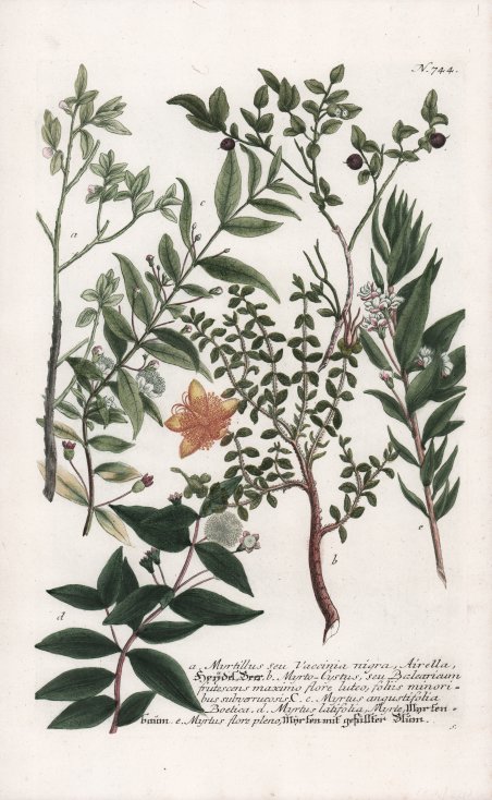 Myrtillus seu Vaccinia nigra, Airella.