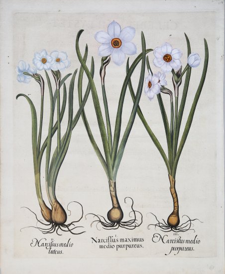 Narcissus maximus medio purpureus - N. medio luteus - N. …