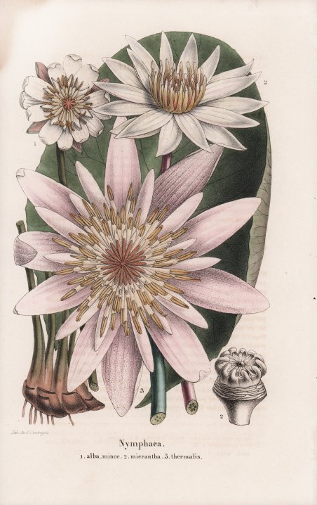 Nymphaea
