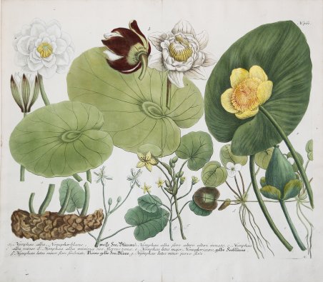 Nymphea alba. / Nymphea alba flore. / Nymphea alba minor. …