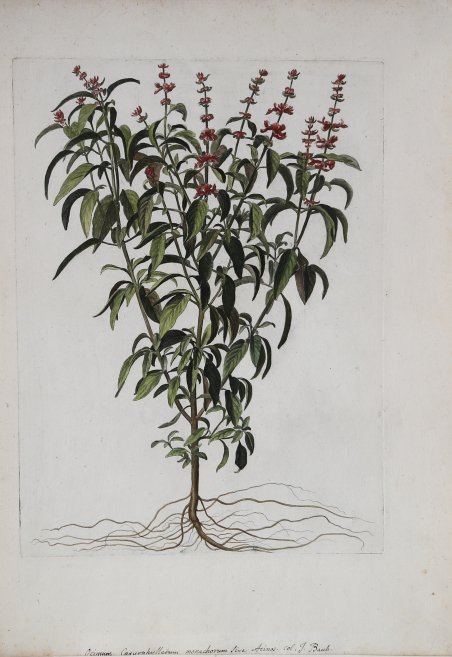 Ocimum Caryophyllatum Monachorum Sive Acinos.