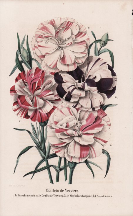 OEillets de Verviers