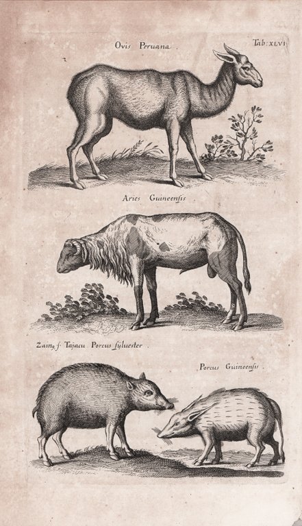 Ovis Peruana. / Aries Guineersis. / Zaino Tajacu Porcus Sylvester. …