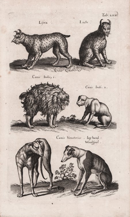 Lijnx - Lunchs / Canis Indico - Canis Indi - …