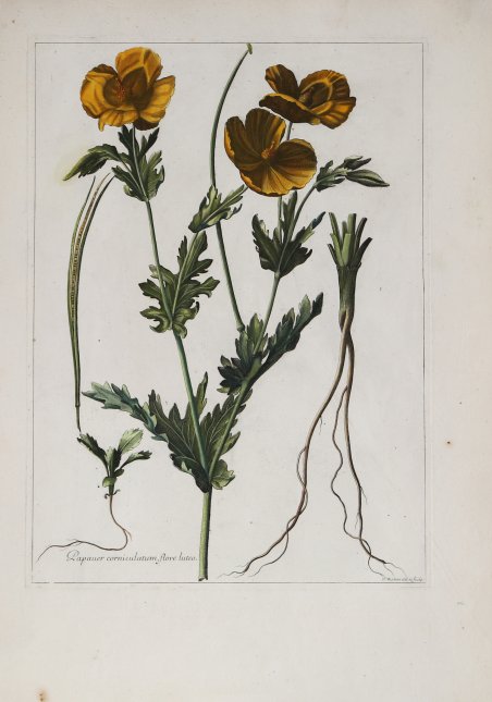 Pauper corniculatum, flore luteo.