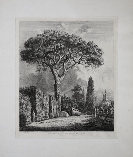 Pine in the Colonna Gardens, Rome