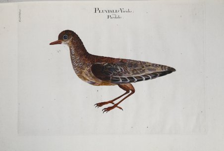 Pluvialis Viridis seu Pardalis