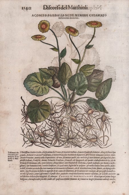 Aconito pardialanche (Aconito napello) | Immagine Gallery 3