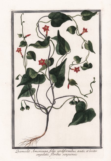 Quamoclit Americana foliis cordiformibus, acutis, et leviter angulatis, floribus sanguineis