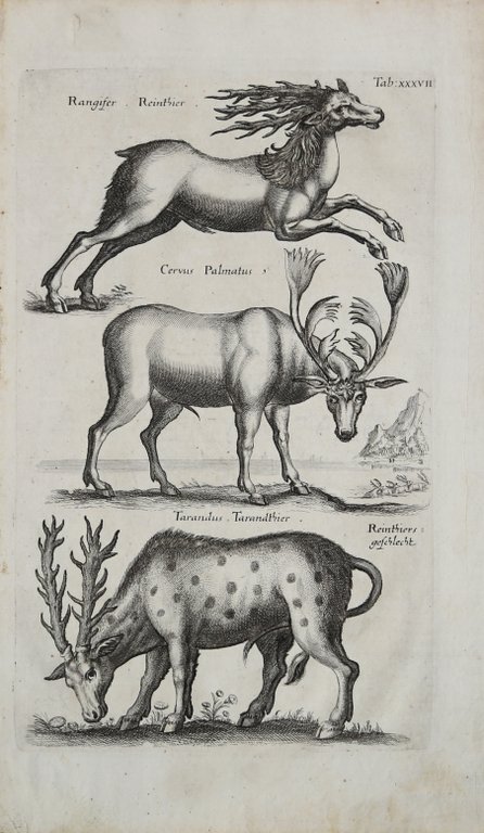 Rangifer, Cervus Palmatus, Tarandus