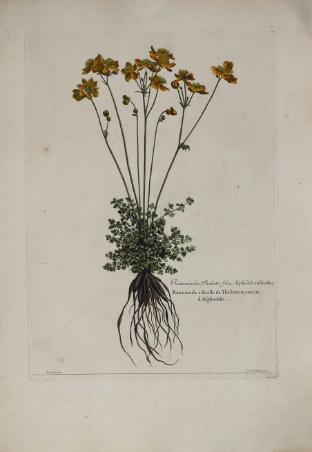 Ranunculus, thalictri folio, Asphodeli radicibus.