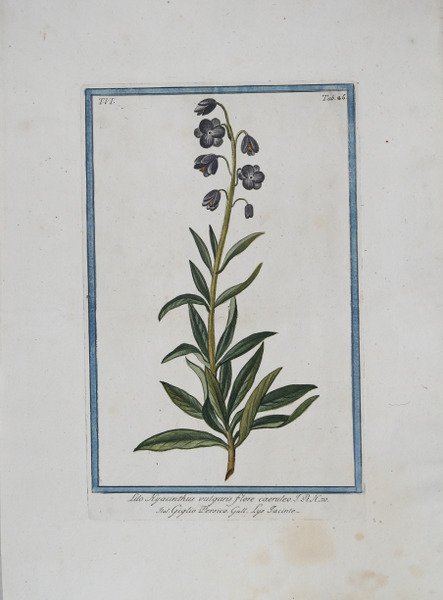 Lilo Hyacinthus vulgaris flore caeruleo